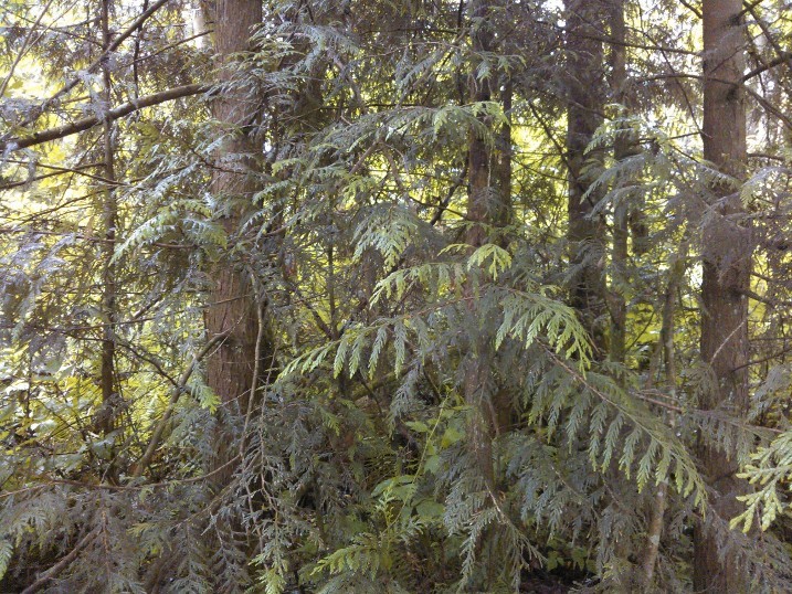 Looking east, thick forest faces us.