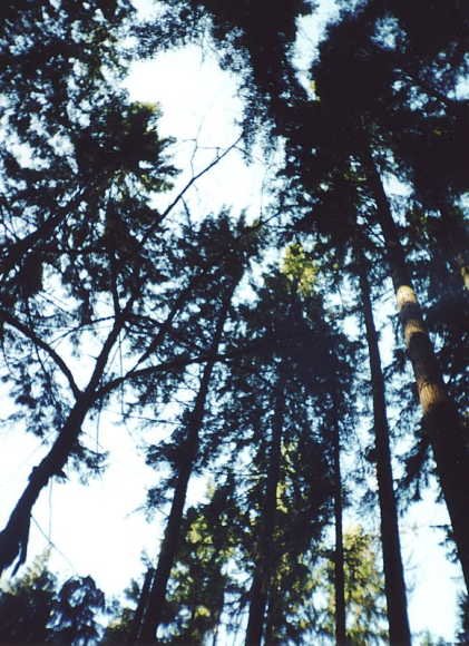 View straight up from the confluence
