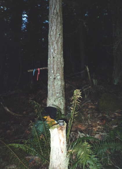 Tree marked by surveyors at the confluence