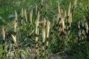 #9: Shoots near the power line road