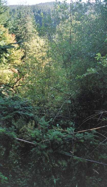 Descent through the dense undergrowth