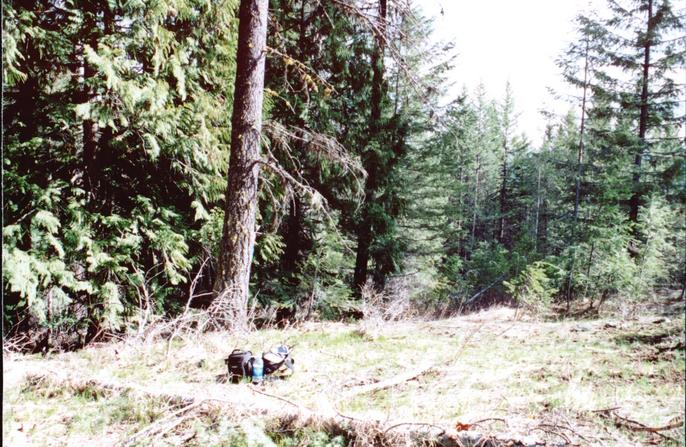 confluence site looking south