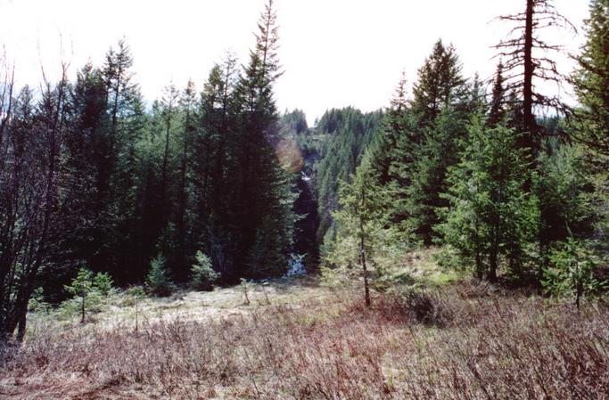 boundary cut line looking west