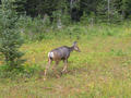 #5: A friendly deer that came right up to us