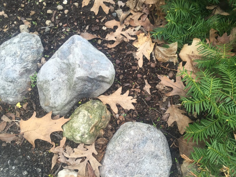 Ground cover at confluence point.