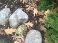 #3: Ground cover at confluence point.