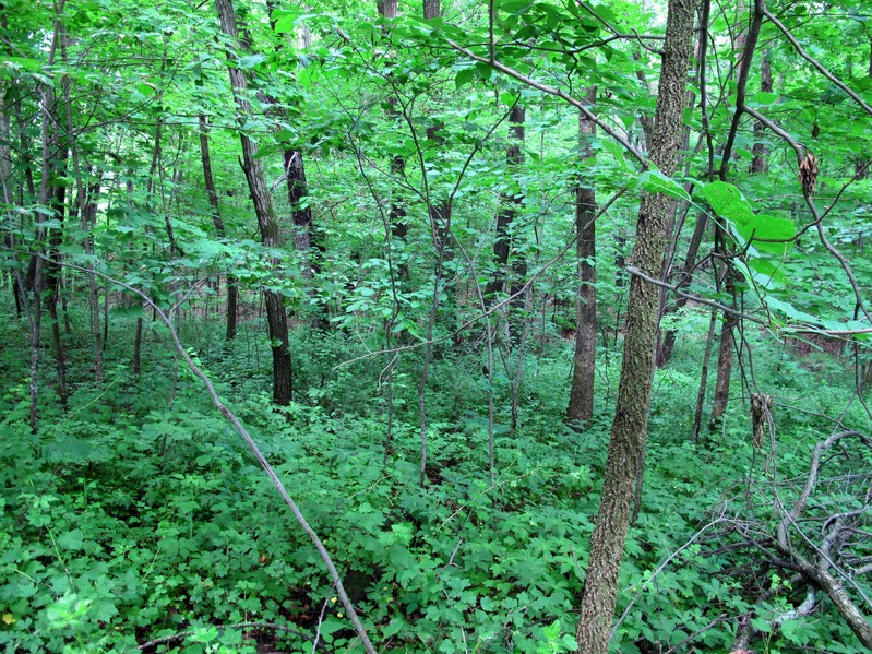 Trees and shrubs to the east.