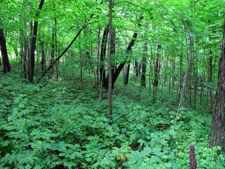 #1: Trees and shrubs to the north.