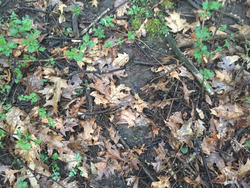 Ground cover at the confluence site. 