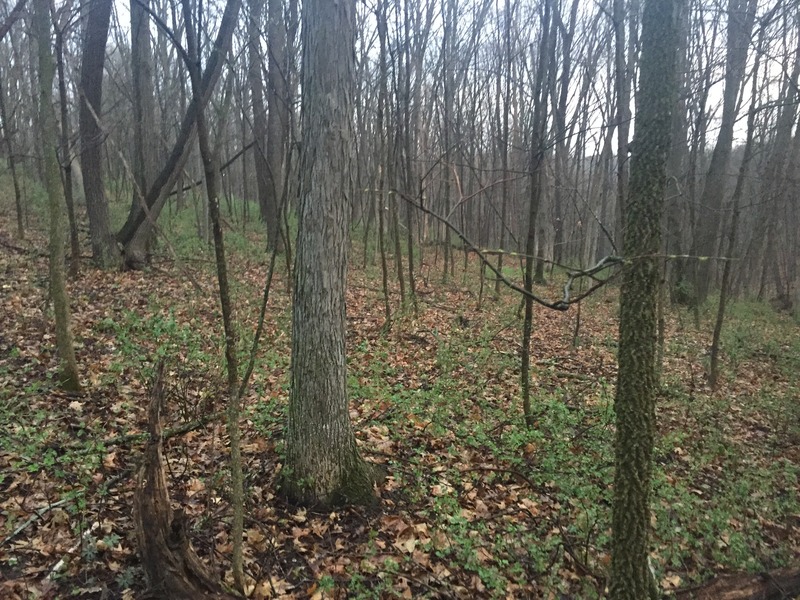 View to the north from the confluence. 