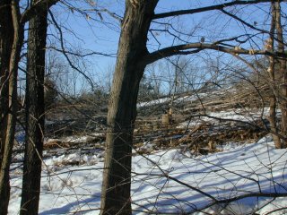 #1: View northward from the confluence