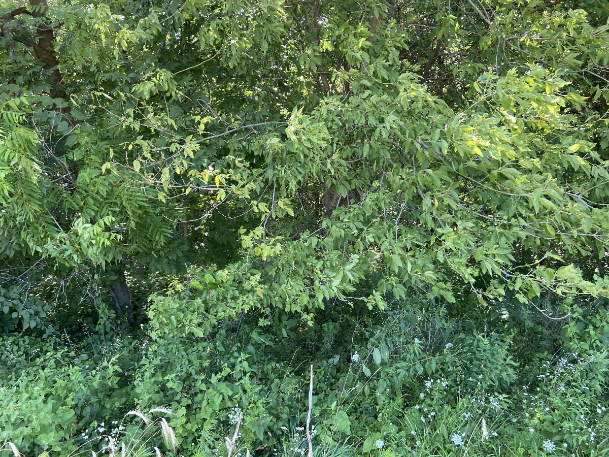 Entering the forest's thick vegetation from the edge of the field. 