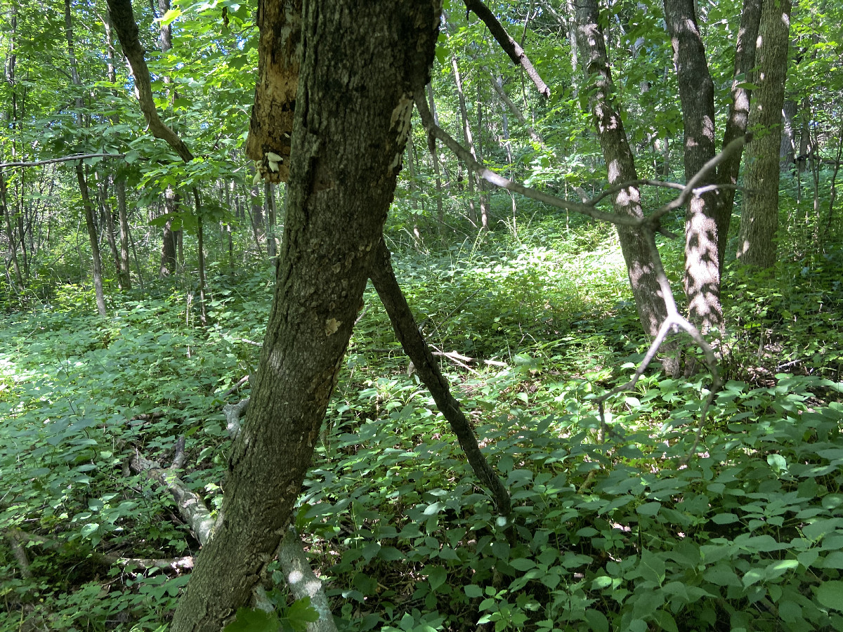 View to the north from the confluence point. 