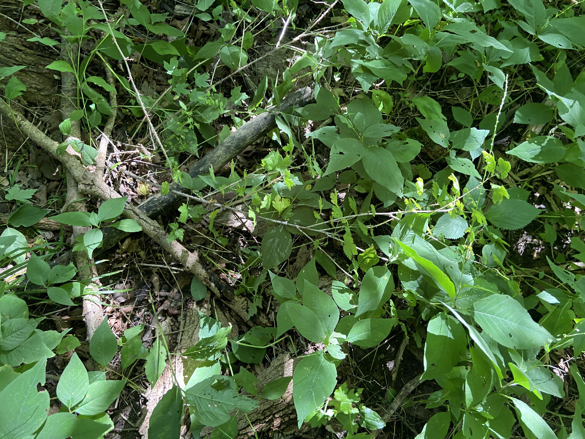 Ground cover at the confluence point.