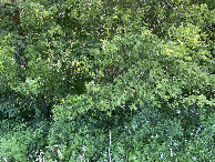 #11: Entering the forest's thick vegetation from the edge of the field. 