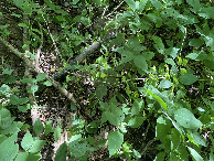 #5: Ground cover at the confluence point.