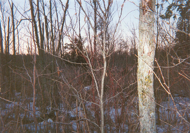 View looking south from the confluence, into heavier brush and grasses.