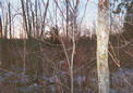 #3: View looking south from the confluence, into heavier brush and grasses.