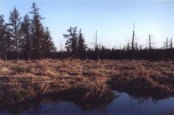 Another view of the marsh to the right of the confluence
