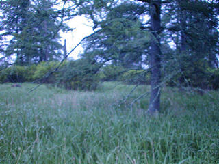 #1: One of the clearer photos of the confluence area, facing northeast.