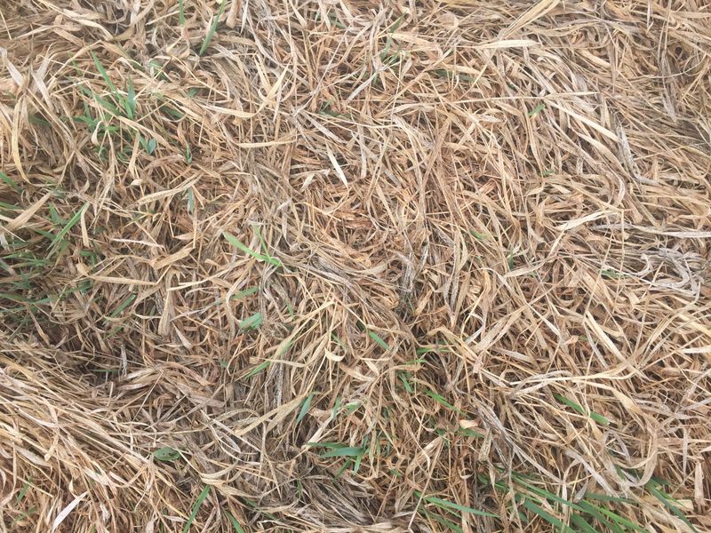 Ground cover at the confluence:  Marsh grass. 