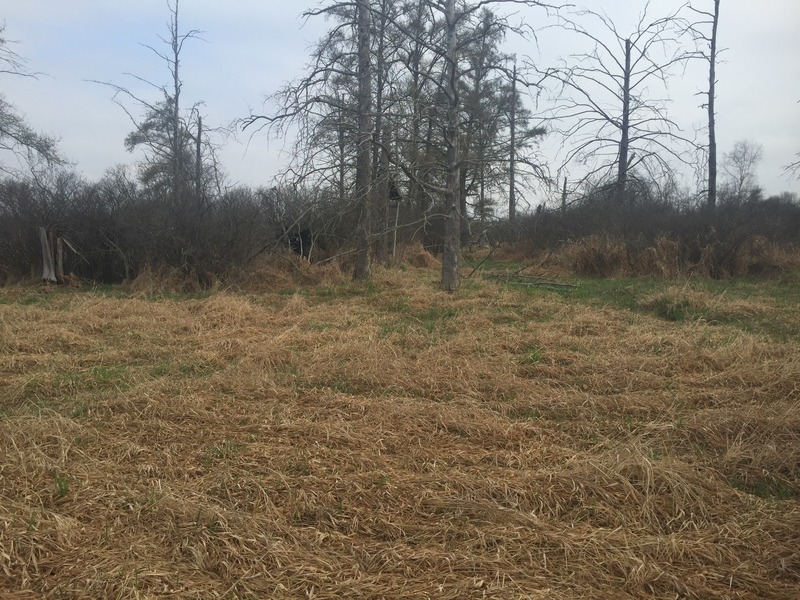 View to the east from the confluence. 