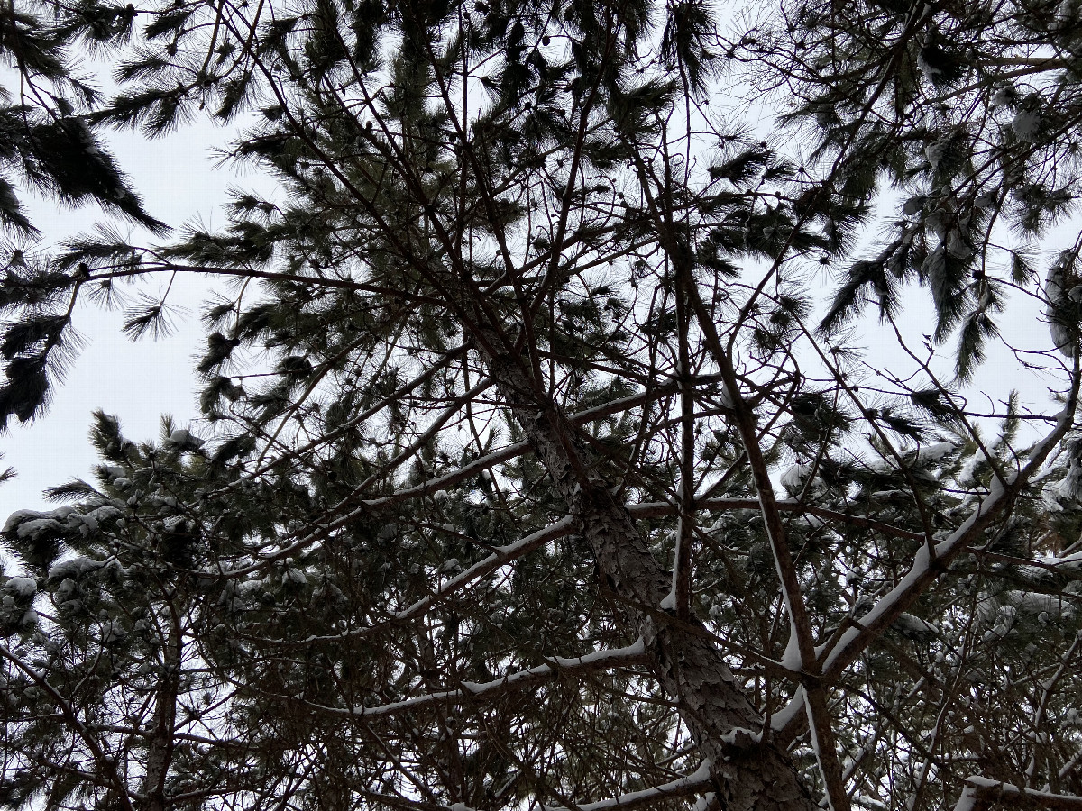 Tree cover at 44° north 90° west