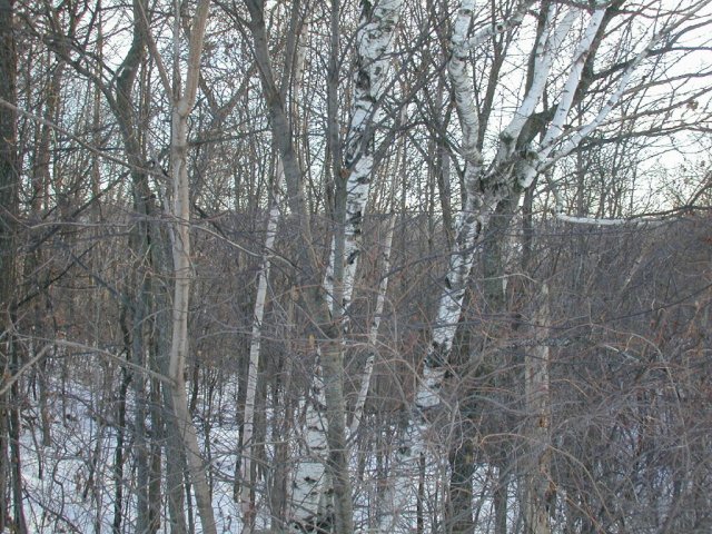 Looking south from the confluence.  The wooded ravine slopes from left to right.