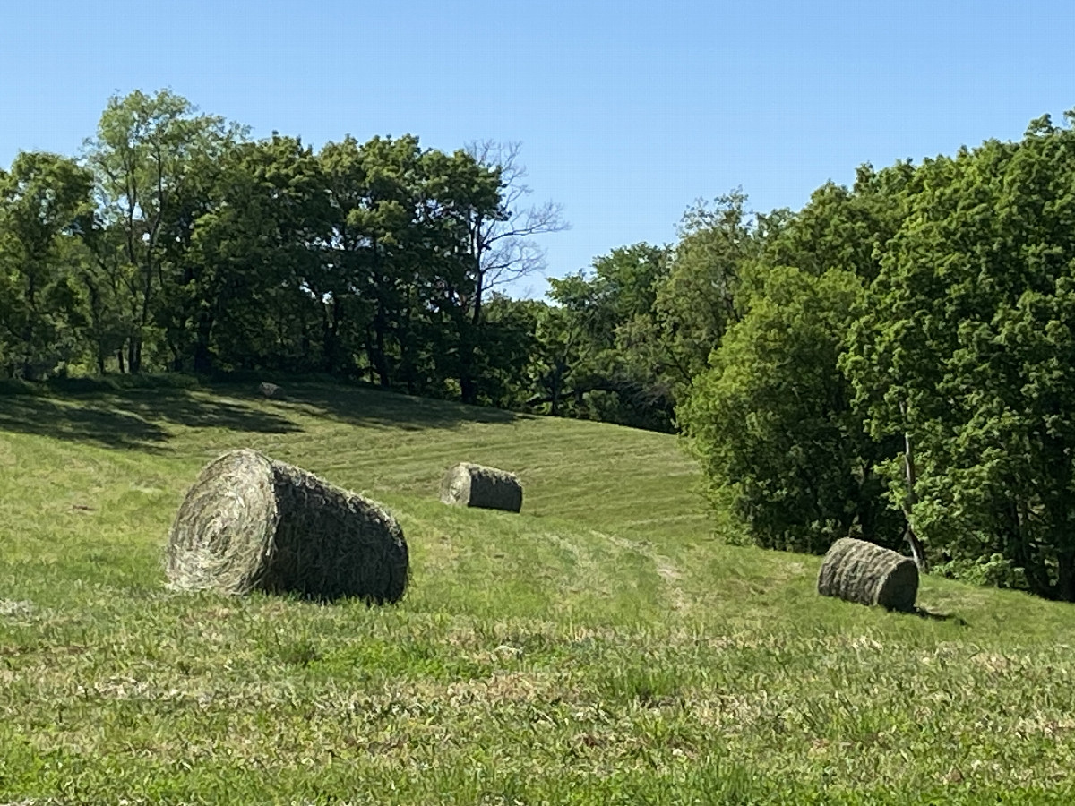 The beautiful meadows at the confluence site. 