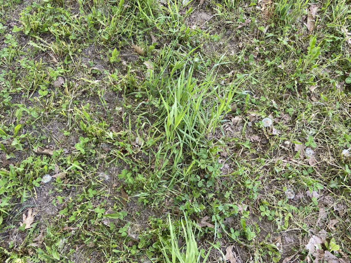 Ground cover at the confluence point.