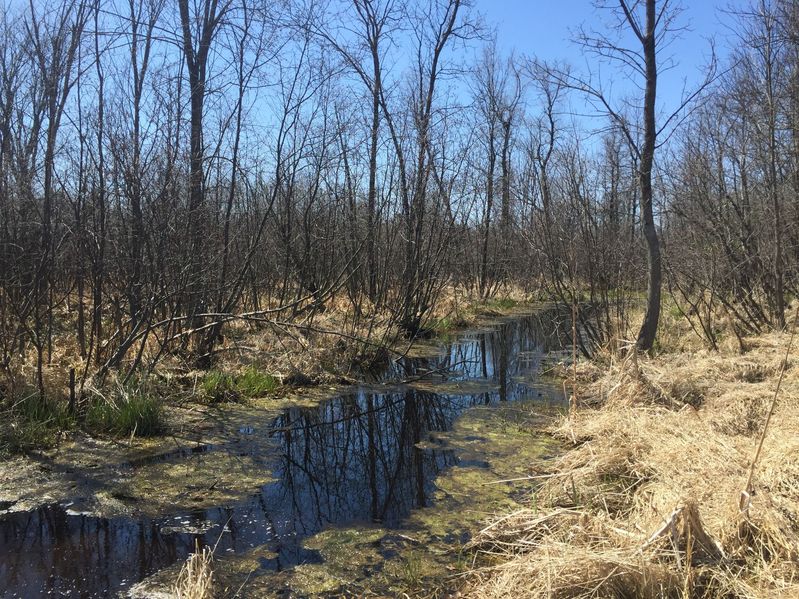 Marsh encountered to and from the confluence point; this scene about 300 meters north-northwest of the confluence, looking toward the confluence point.