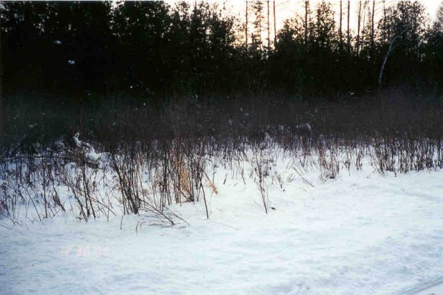 Another view, our tracks leading in are to the right.