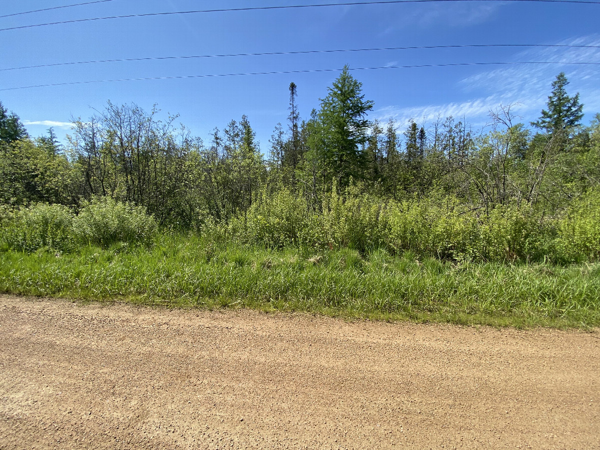 The forest cover where the confluence point is located.