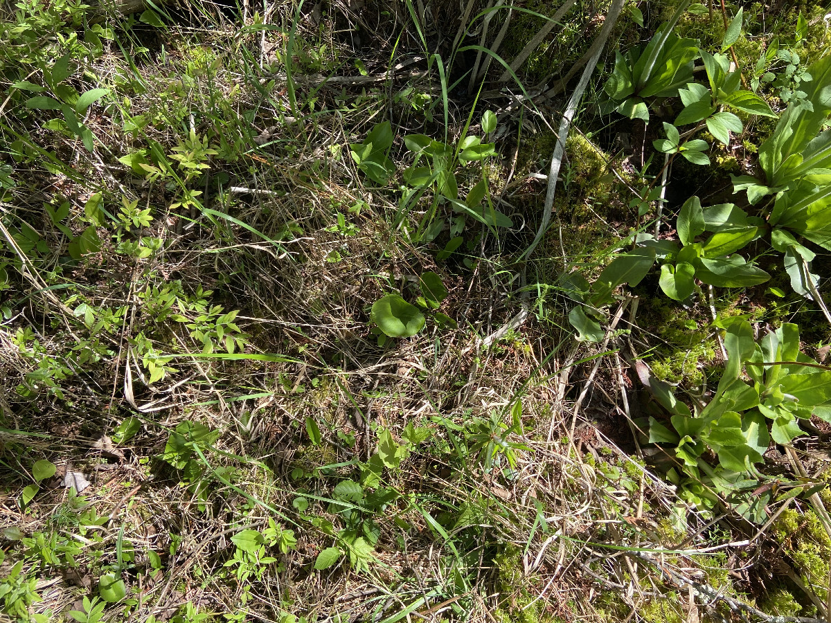 Ground cover at the confluence point.