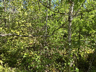 #2: The view to the north from the confluence point.