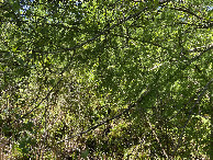 #4: The view to the south from the confluence point.