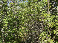 #5: The view to the west from the confluence point. 