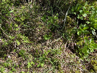 #8: Ground cover at the confluence point.