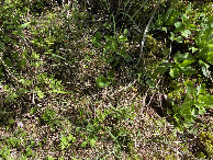 #8: Ground cover at the confluence point.