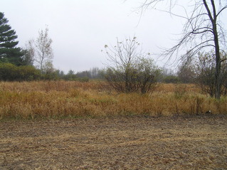 #1: Site of 45 North 91 West, looking southeast, with the confluence in the marsh in the mid-distance.