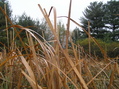 #7: View to the east from the confluence.