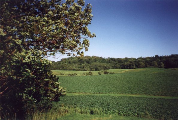 Looking south over the test plot.