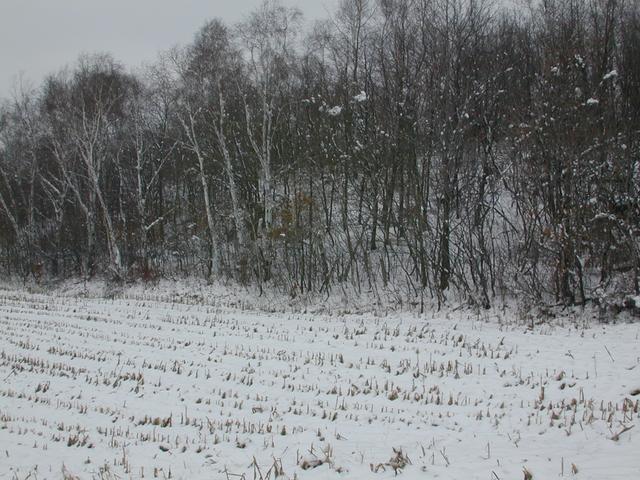 Looking north from the confluence, through the blowing snow.