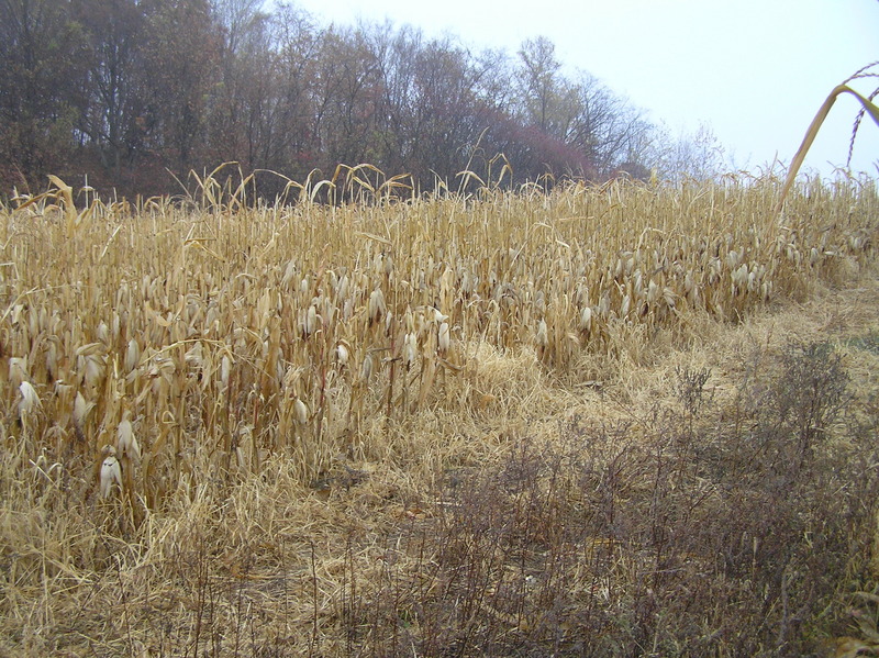 Site of 45 North 92 West, looking southeast, with the confluence in the foreground.