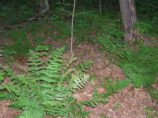 #1: The confluence point lies within a forested area