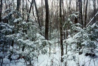 #1: View Of Forest From Confluence