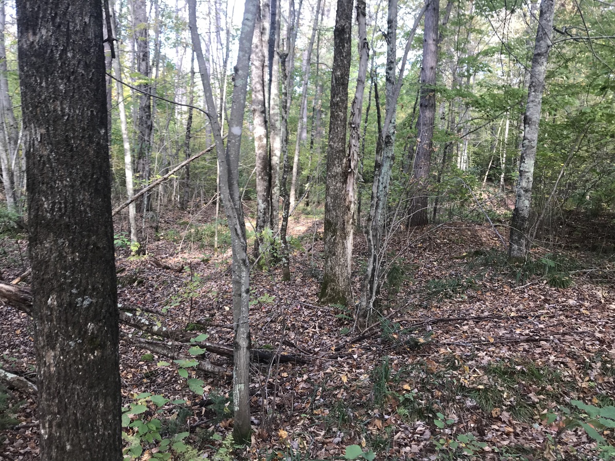 View to the east from the confluence point. 