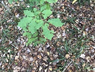 #4: Ground cover at confluence point. 