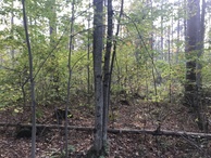 #8: View to the west from the confluence point. 