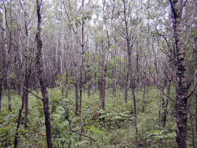 Looking North from the confluence.